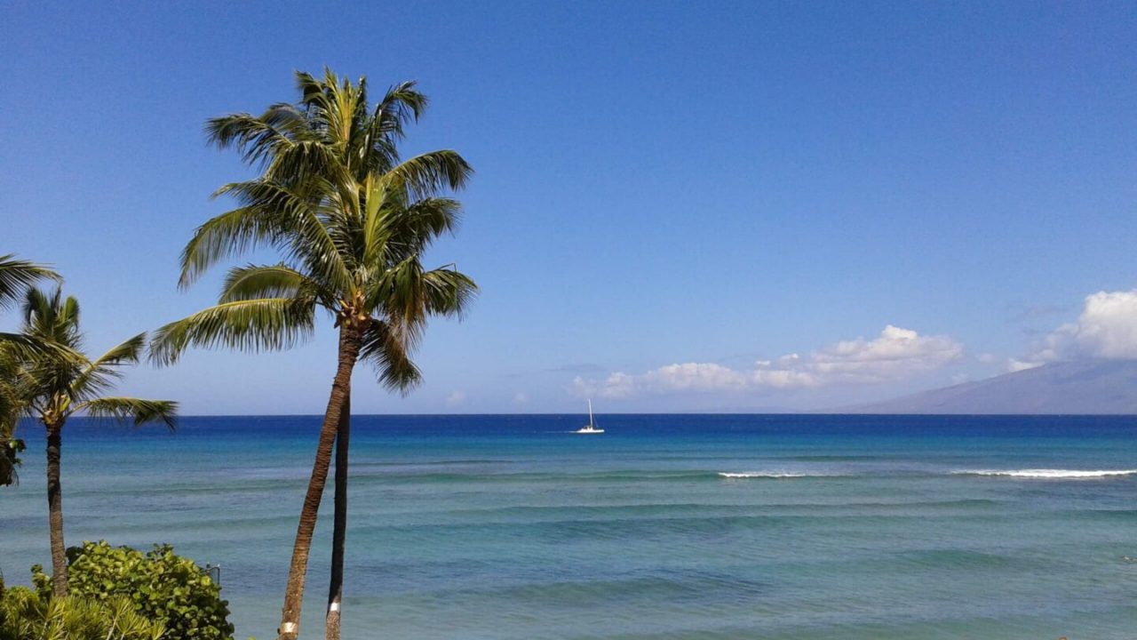view of the sea and coconut trees