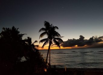 Silhouetted palm trees at ocean sunset